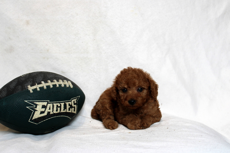 puppy, for, sale, Mini Poodle, Matthew B. Stoltzfus, dog, breeder, Gap, PA, dog-breeder, puppy-for-sale, forsale, nearby, find, puppyfind, locator, puppylocator, aca